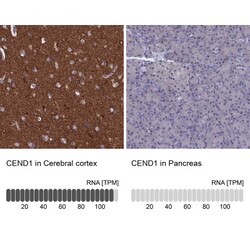CEND1 Antibody, Novus Biologicals:Antibodies:Primary Antibodies